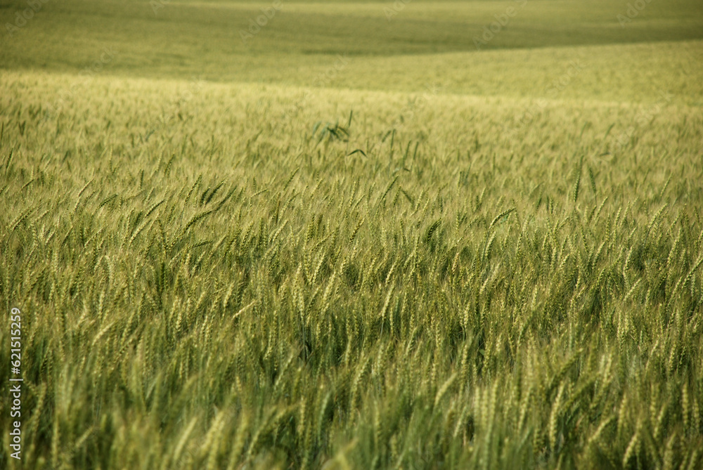Soft photo of a dry wheat field 