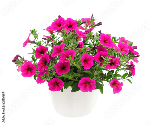 Bouquet of flowers petunia in a pot.