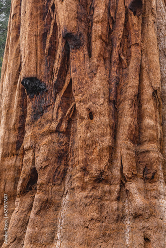 Sequoia redwood Tree Bark Texture Background. Wooden texture of Sequoia bark. Close Up of Redwood Bark. Sequoia tree in California National Park. Burnt of redwood tree.