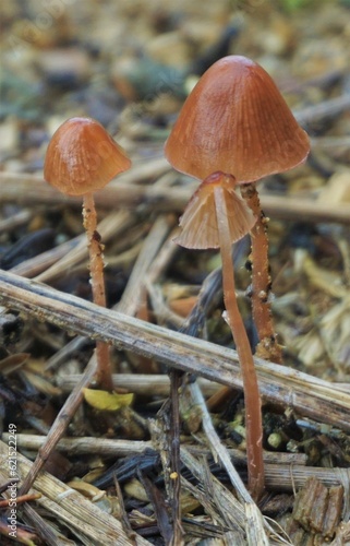長雨で突如現れた小さいキノコたち