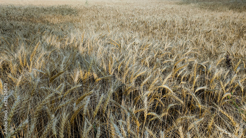 Wheat field. Harvest season. Wheatear.