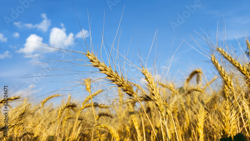 Wheat field. Harvest season. Wheatear.