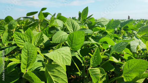 Soybean field. Soy leaves. Agro-industry.