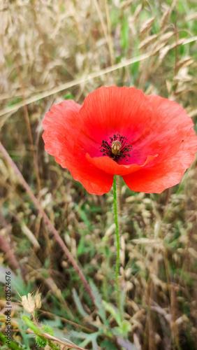 Poppy flower on the field.