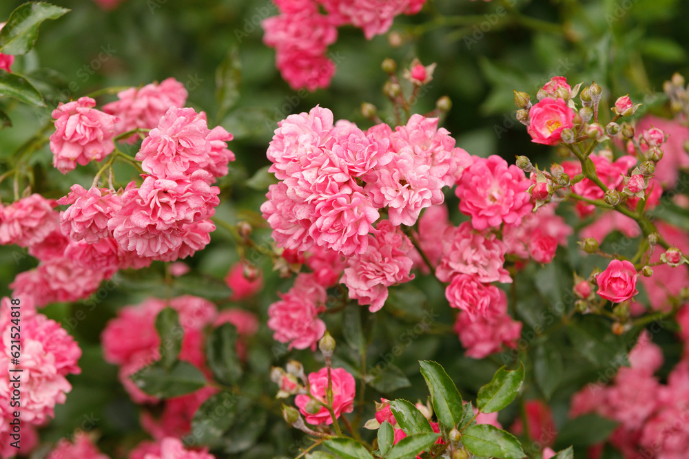 Beautiful view of pink flowers isolated on background. Gorgeous nature backgrounds. Beautiful view of pink flowers isolated on background. Gorgeous nature backgrounds.