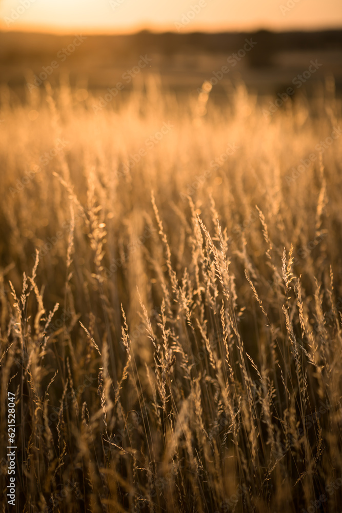Closeup of golden grass field. Atmospheric landscape with details
