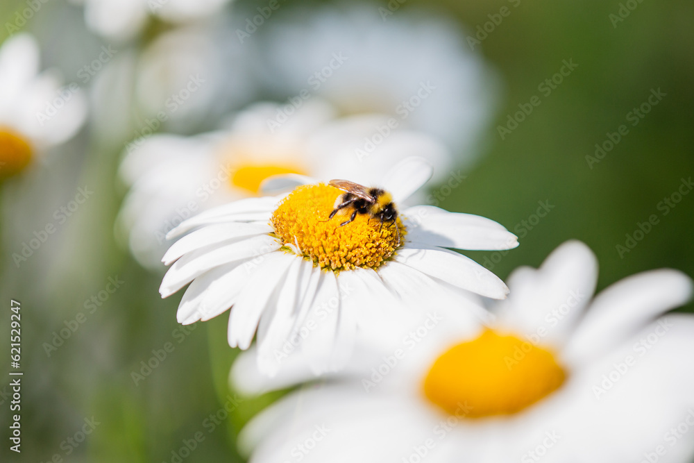 Chamomile wildflowers with white petals - insects collect sweet nectar from the inflorescence in the meadow Chamomile wildflowers with white petals - insects collect sweet nectar from the inflorescence in the meadow