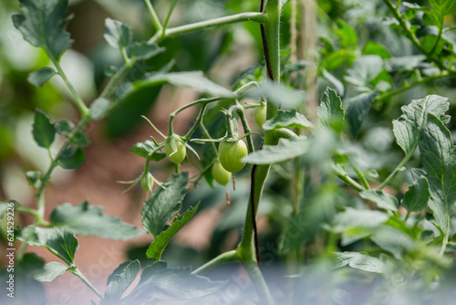 Garden greenhouse for growing heat loving crops - growing tomato in a cold climate