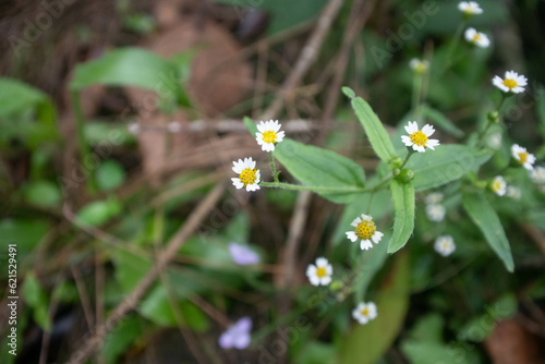 bokeh effect of little white flowers of Galinsoga parviflora (gallant soldier or quickweed) in the park 
