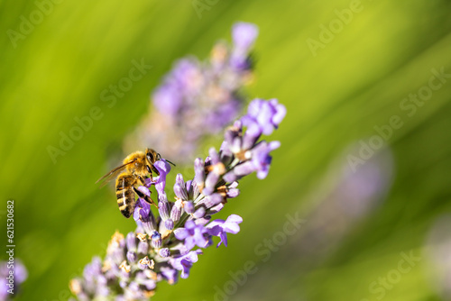 A honeybee collects the nectar on the lavender flower to make honye