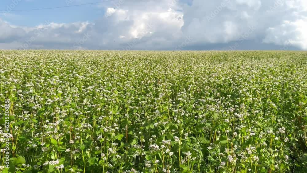 The flowering season of buckwheat in summer. Buckwheat and spacious large fields are sown with buckwheat. Growth of ecological buckwheat in the agricultural industry. The flowering season of buckwheat in summer. Buckwheat and spacious large fields are sown with buckwheat. Growth of ecological buckwheat in the agricultural industry.
