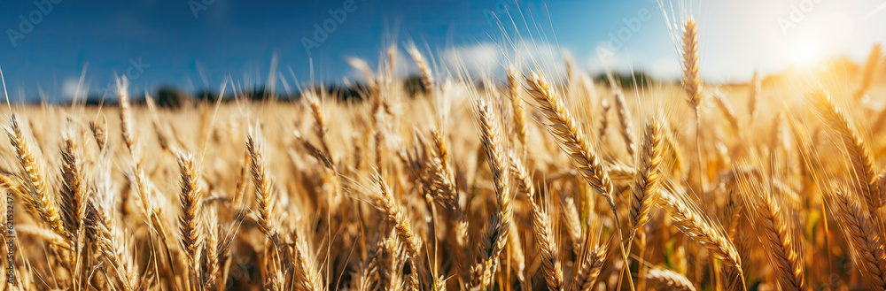 Golden wheat field and blue sky with clouds, agricultural background banner.