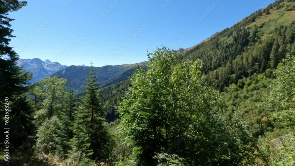pine and mixed woods green frondage mountain view - hiking tourism pine and mixed woods green frondage mountain view - hiking tourism