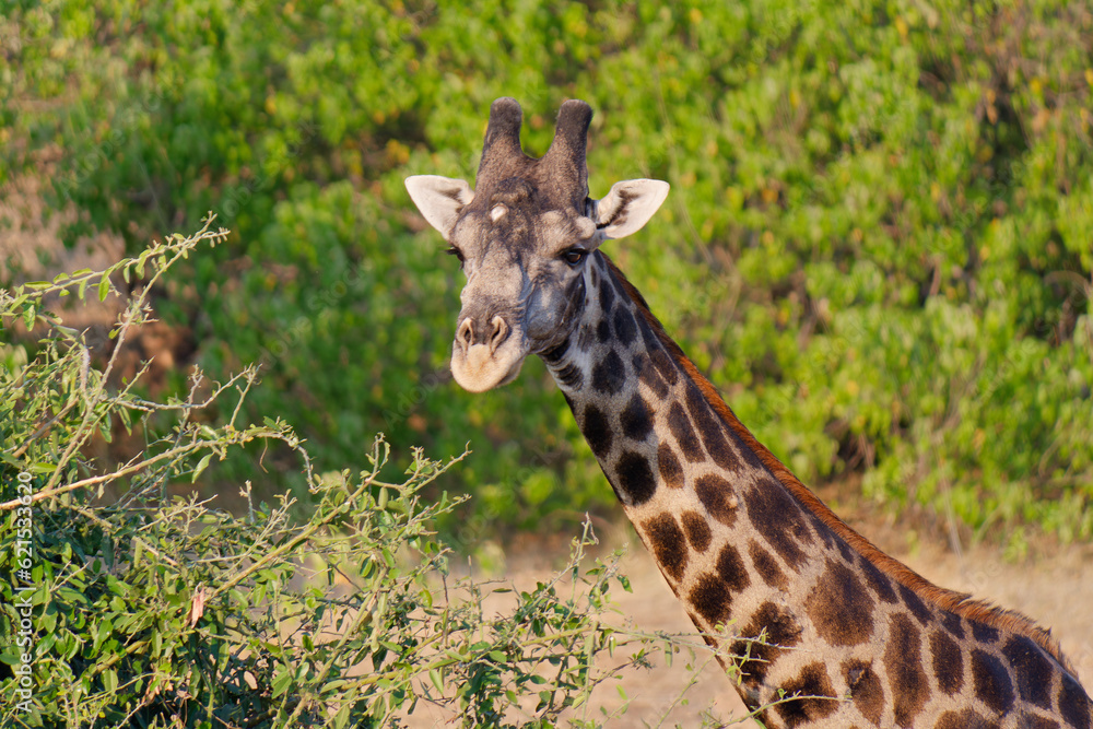 Portrait of a cute Giraffe in Chobe National Park, Botswana Portrait of a cute Giraffe in Chobe National Park, Botswana