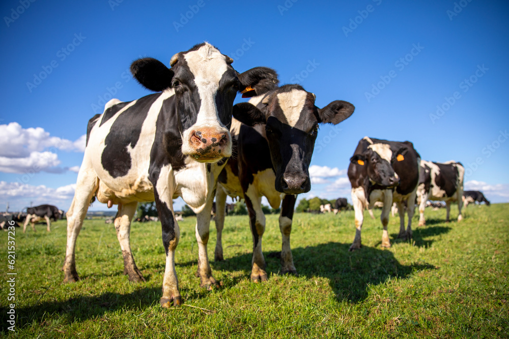 Troupeau de vache laitière noir et blanche dans la campagne.