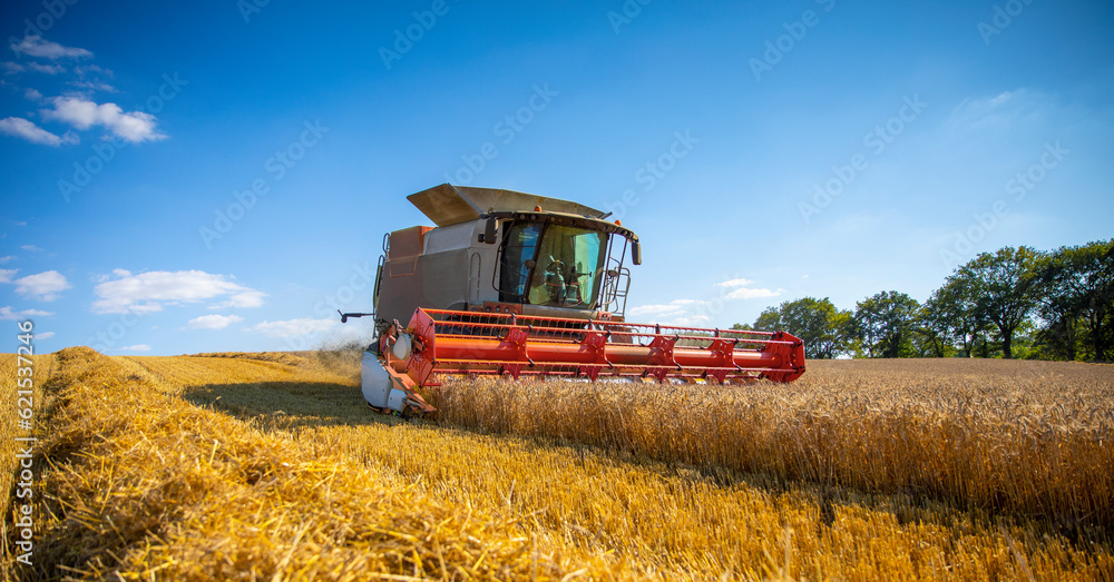 Fototapeta premium Agriculteur moissonnant le blé dans ses champs en été.