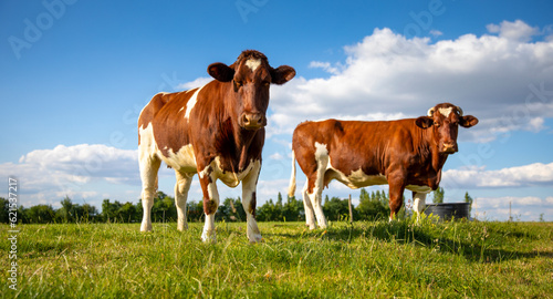 Troupeau de vache laitière de race Rouge des Prés dans la campagne en France. © Thierry RYO