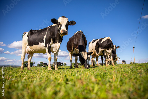 Troupeau de vache laitière noir et blanche dans la campagne au printemps.