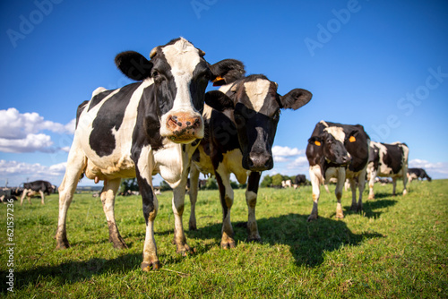 Troupeau de vache laiti  re noir et blanche dans la campagne.