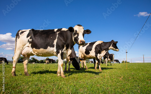 Troupeau de vache laitière au printemps dans les champs. © Thierry RYO