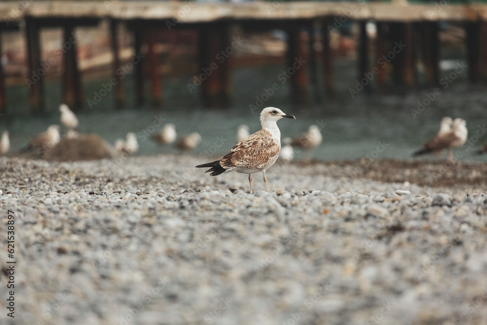 Seagulls on the seashore of the resort town Seagulls on the seashore of the resort town