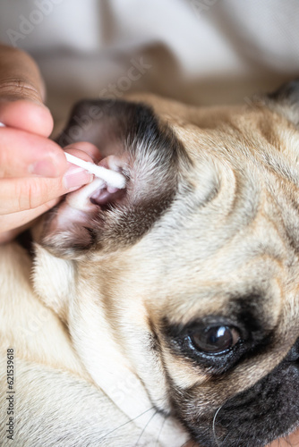 The dog's ear is cleaned with a cotton swab for ears, pet care, Ear wax removal