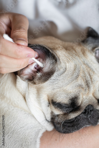 The dog's ear is cleaned with a cotton swab for ears, pet care, Ear wax removal