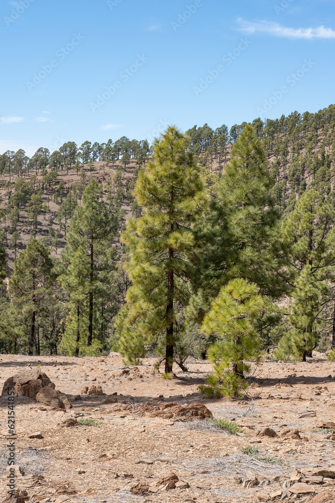 High altitude forests known locally as corona forestal, populated by Pinus canariensis, an endemic pine tree thriving in higher elevation, typically above 600 meters, Tenerife, Canary Islands, Spain High altitude forests known locally as corona forestal, populated by Pinus canariensis, an endemic pine tree thriving in higher elevation, typically above 600 meters, Tenerife, Canary Islands, Spain