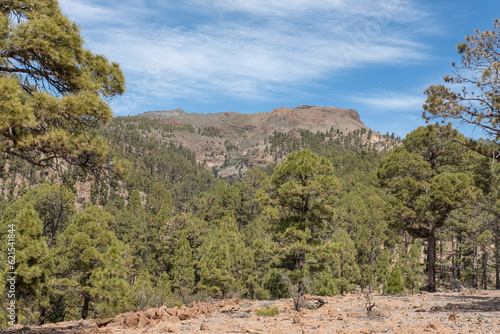 Views of the high altitude forests predominantly populated by Pinus canariensis, an endemic pine part of the island's flora and well-adapted to the mountainous terrain, Tenerife, Canary Islands, Spain