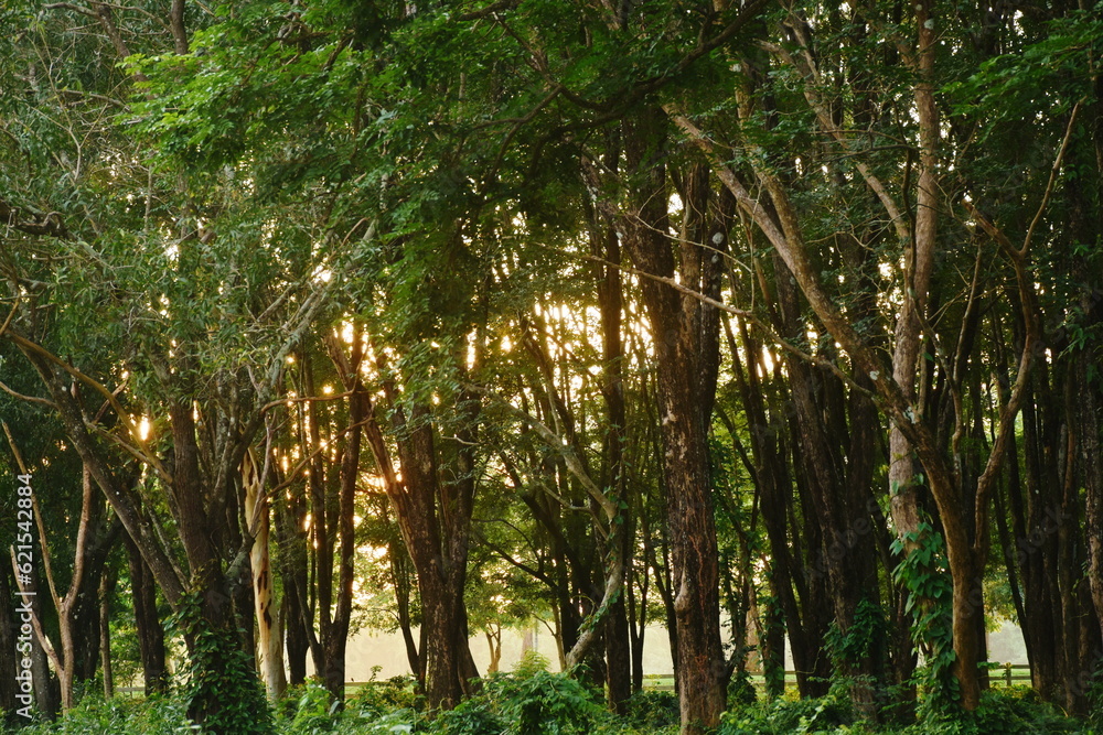 Fototapeta premium silhouette landscape of tree on sunset in garden 