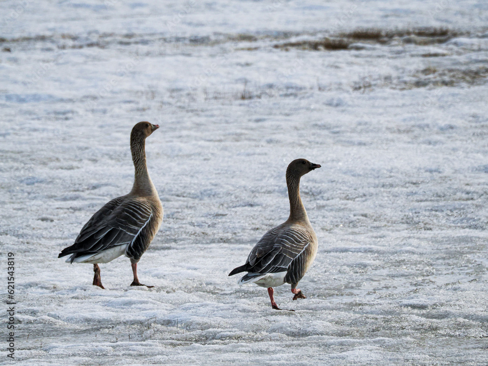 Wildlife photography of pair of wild geese taken in arctic region of Svalbard. Bird are walking on frozen snows. Brown, patterned feather, white, dirty snow Wildlife photography of pair of wild geese taken in arctic region of Svalbard. Bird are walking on frozen snows. Brown, patterned feather, white, dirty snow