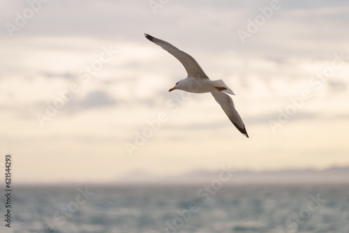 Big white seagull flying over the mediterranean sea near Nice, France