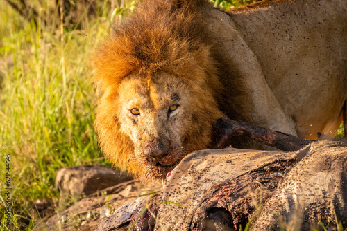 Male lion   Panthera Leo Leo  with kill  lion eating eland  Mara Naboisho Conservancy  Kenya.