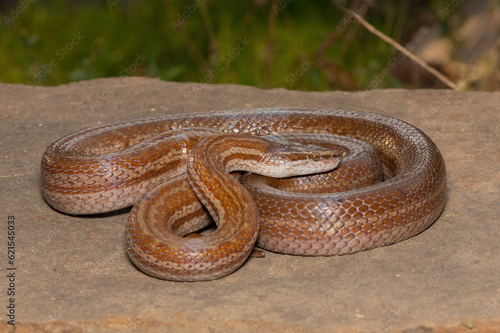 Fototapeta premium Beautiful brown house snake (Boaedon capensis) on a rock 