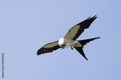 A swallow-tailed kite (Elanoides forficatus) eating an insect in midair against a blue sky in Sarasota, Florida © Hayley Rutger