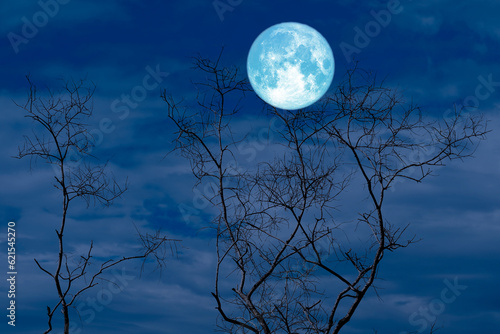 Full Crow Moon and silhouette dry tree in the field and night sky