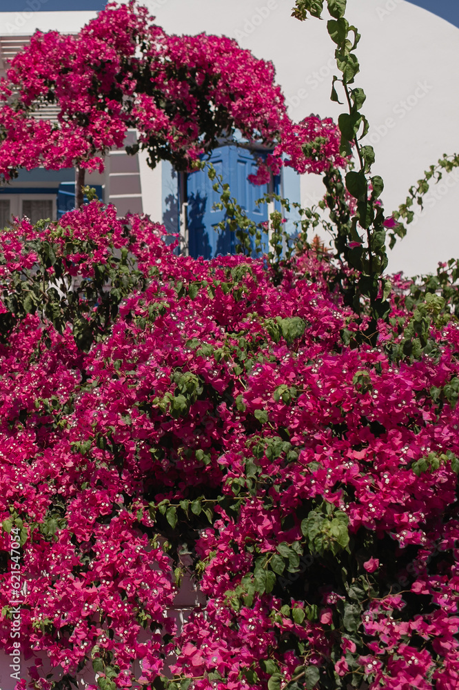 Beautiful purple red flowers bush over traditional white building in Santorini, Oia, Greece