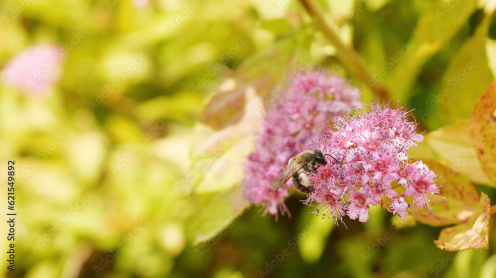 A single bee collecting pollen, sitting on a blooming Meadowsweet flower - filipendula rubra, on a sunny day, macro, extreme closeup, nobody, summer. Bees collecting pollen concept, beauty in nature A single bee collecting pollen, sitting on a blooming Meadowsweet flower - filipendula rubra, on a sunny day, macro, extreme closeup, nobody, summer. Bees collecting pollen concept, beauty in nature