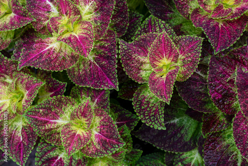 Top view of Coleus Forskohlii, Painted Nettle or Plectranthus scutellarioides is a Thai herb in the garden for background.