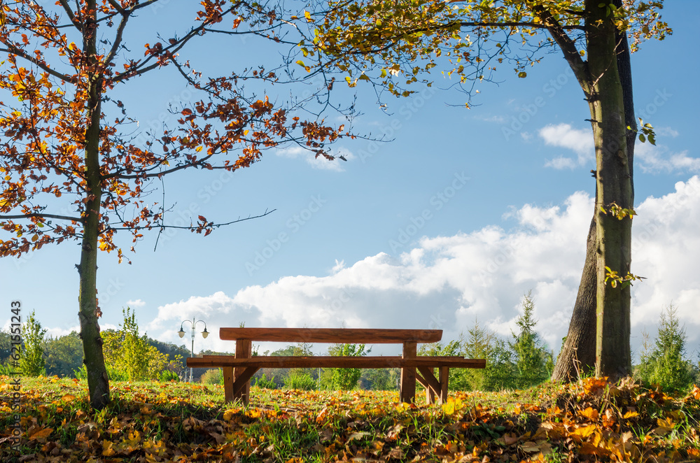 Naklejka premium Beautiful wooden bench in the park.