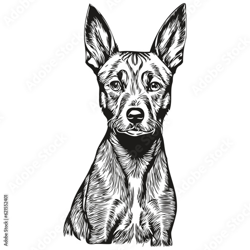 American Hairless Terrier dog hand drawn logo drawing black and white line art pets illustration