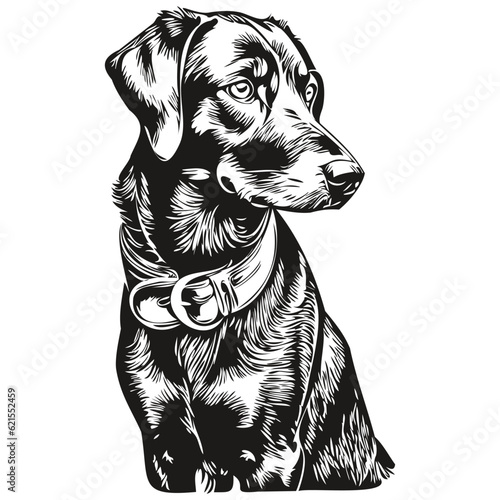 Black and Tan Coonhound dog pencil hand drawing vector, outline illustration pet face logo black and white sketch drawing