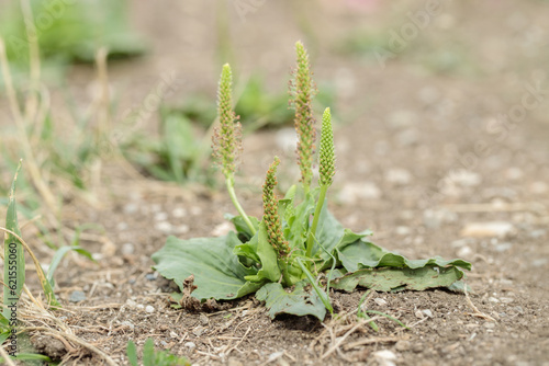 Rosette of broadleaf plantain (Plantago major).