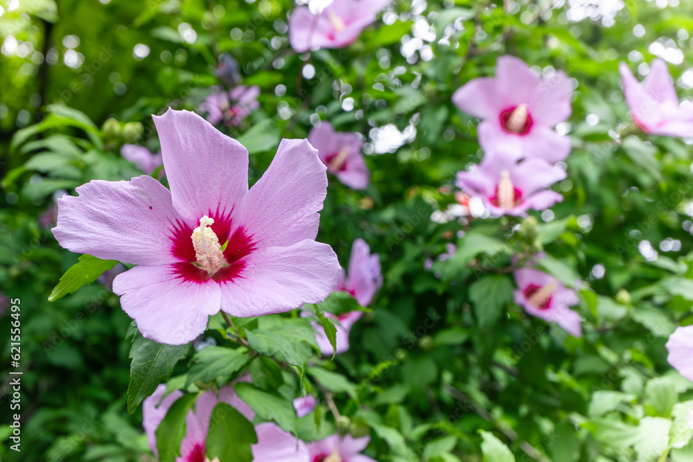 Korean national flower in the name Rose of Sharon or Mugunghwa flower Korean national flower in the name Rose of Sharon or Mugunghwa flower