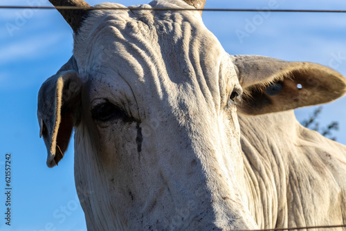 Herd of zebu Nellore animals in a pasture area of a beef cattle farm in Brazil