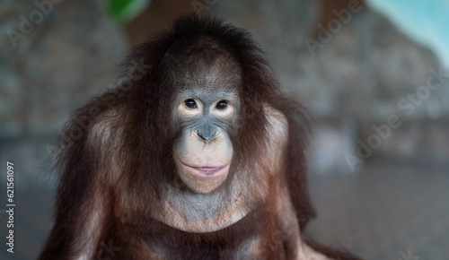 Photography Thailand Zoos and Zoo Animals and Pets,