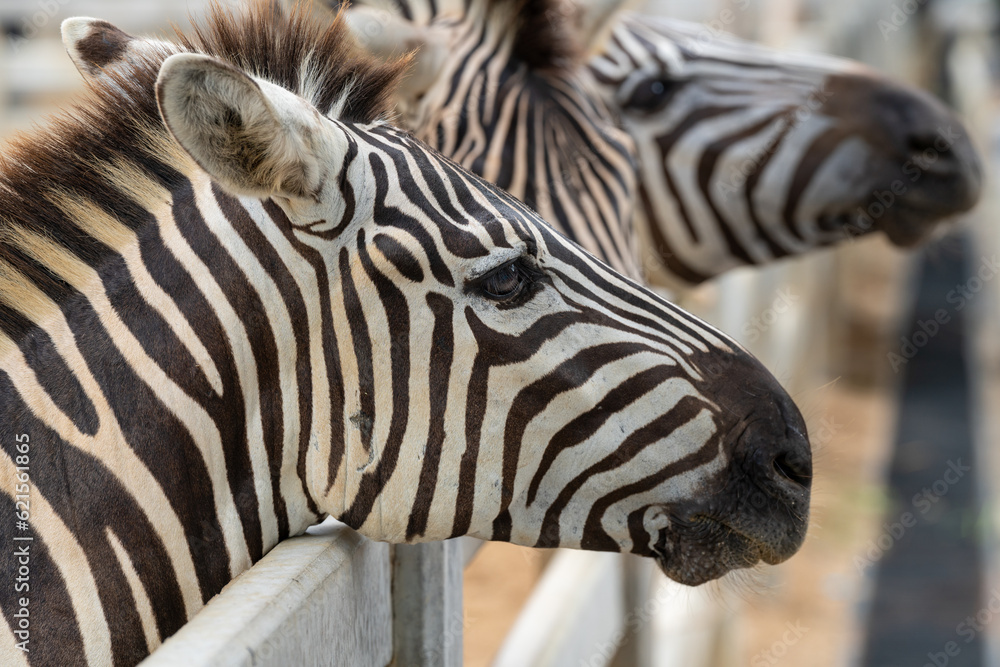 Naklejka premium Thailand Zoos and Zoo Animals and Pets, 