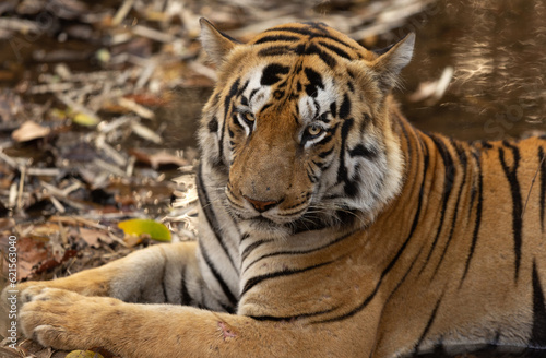 Portrait of a tiger  Tadoba Andhari Tiger Reserve  India