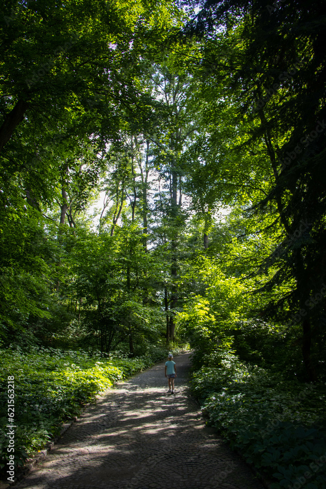 Fototapeta premium footpath in the woods