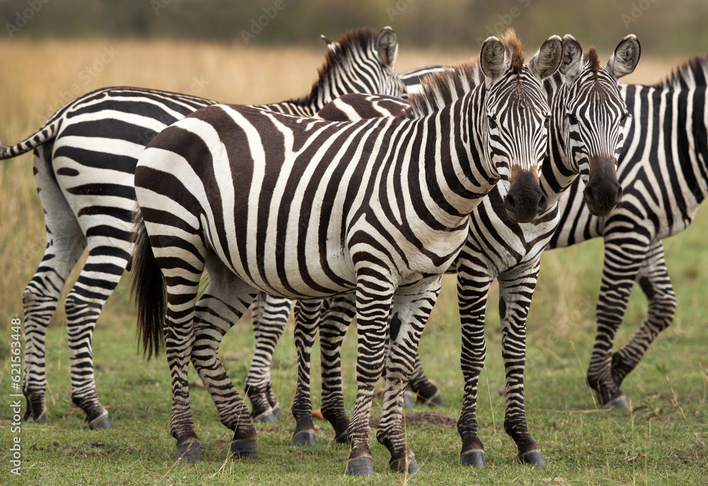 Fototapeta premium A herd of zebra at Masai Mara, Kenya
